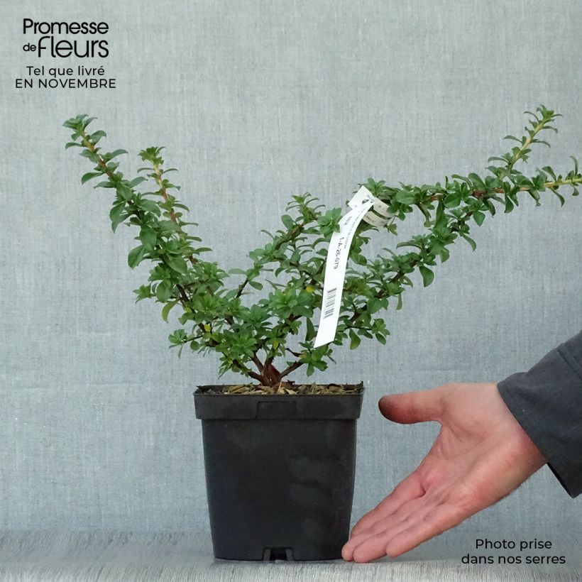 Escallonia virgata Apple Blossom 2L/3L pot sample as delivered in autumn
