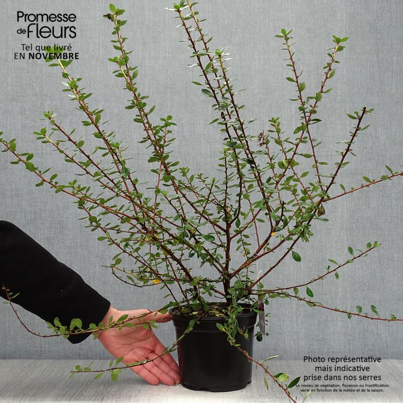 Escallonia C.F. Ball 2L/3L pot sample as delivered in autumn