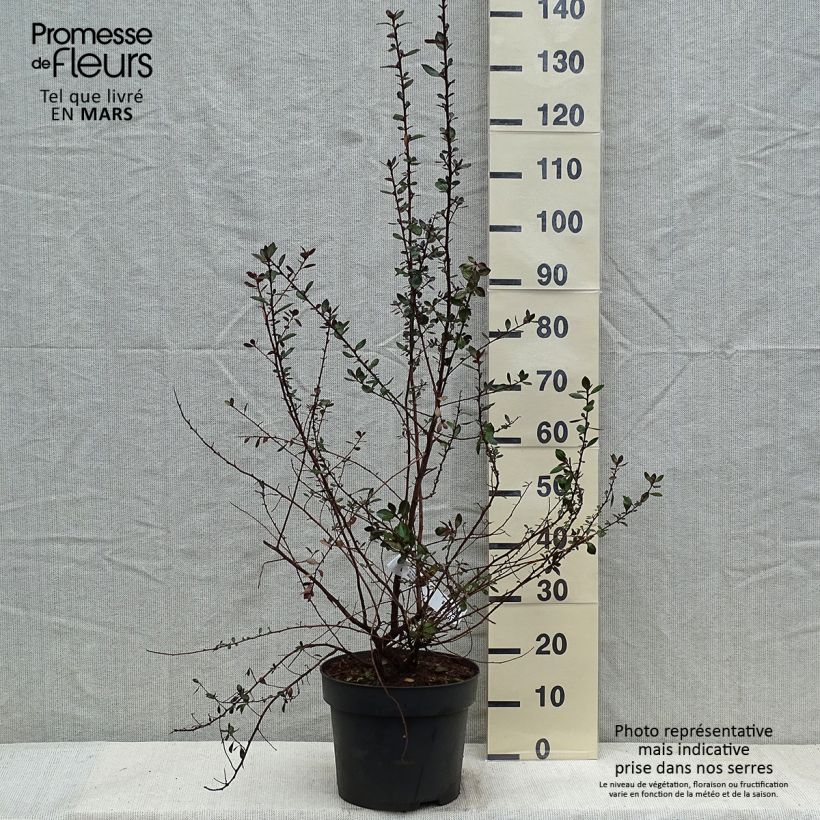 Escallonia C.F. Ball 7.5L/10L pot sample as delivered in winter