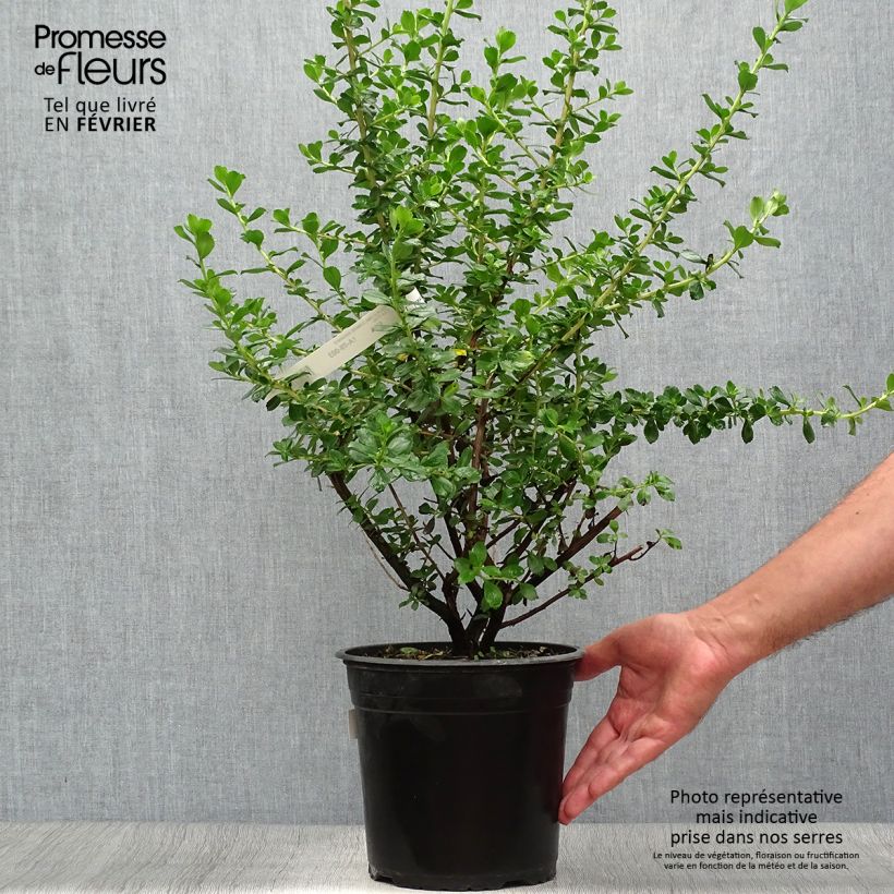 Escallonia Donard Radiance 3L/4L pot sample as delivered in autumn