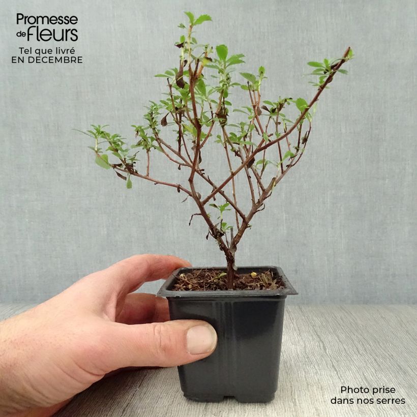 Escallonia Donard Seedling 8/9 cm pot sample as delivered in winter