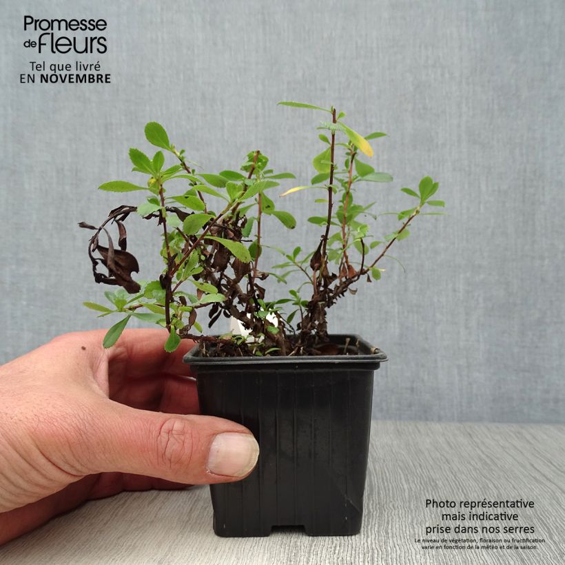 Escallonia Donard Seedling 8/9 cm pot sample as delivered in autumn