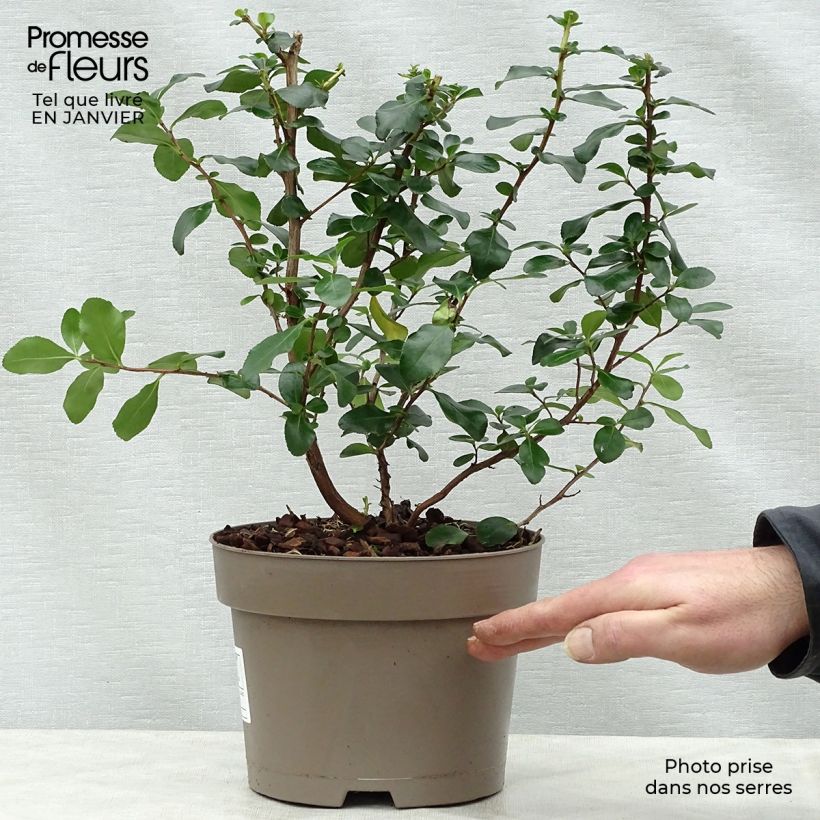 Escallonia Iveyi 2L/3L pot sample as delivered in winter