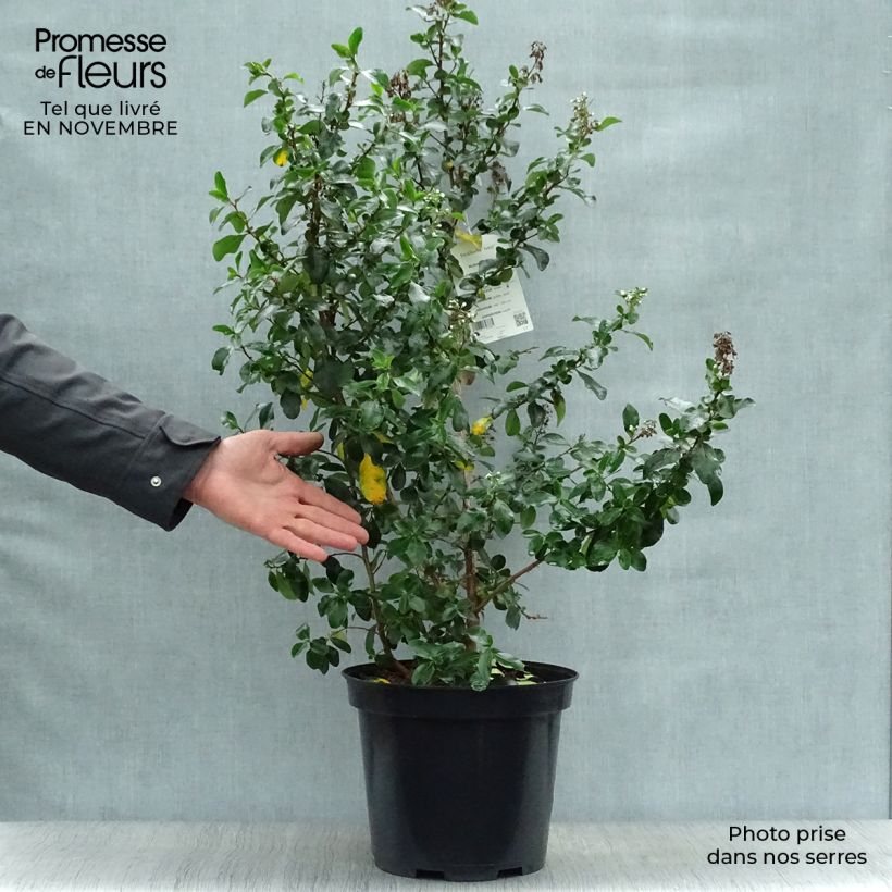Escallonia Iveyi 7.5L/10L pot sample as delivered in autumn