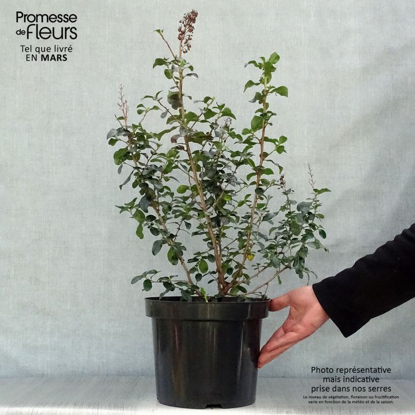 Escallonia Iveyi 7.5L/10L pot sample as delivered in spring
