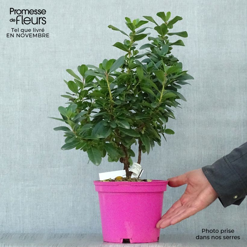 Escallonia laevis Pink Elle 2L/3L pot sample as delivered in autumn