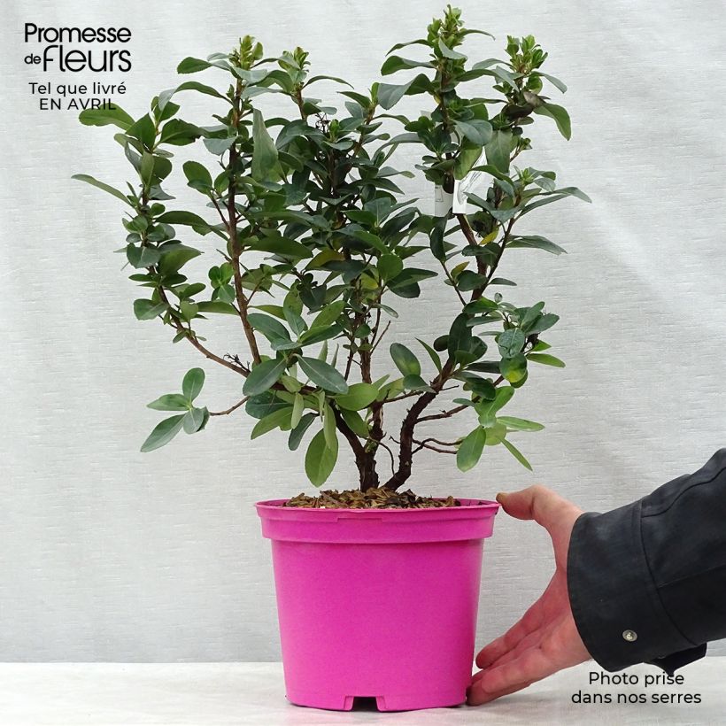 Escallonia laevis Pink Elle 2L/3L pot sample as delivered in spring