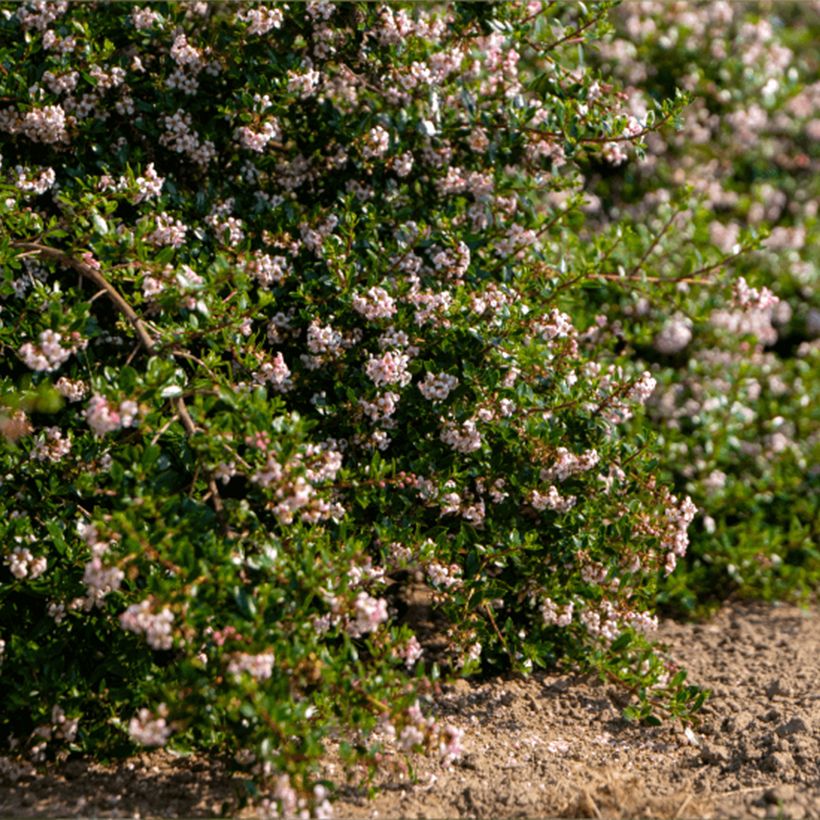 Escallonia Pinky Carpet® (Plant habit)