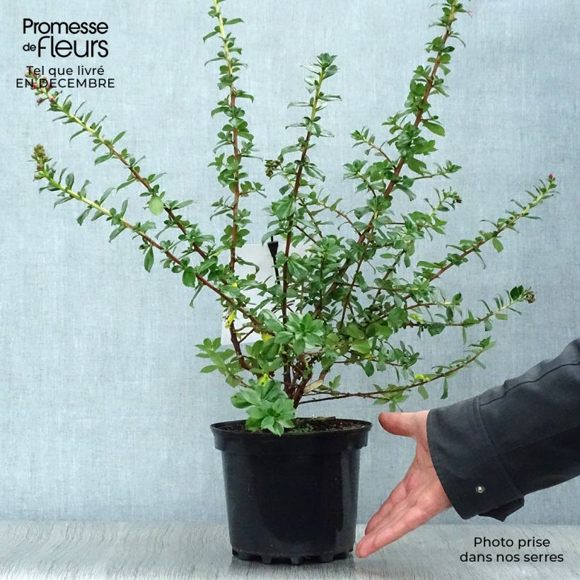 Escallonia virgata Pride of Donard 2L/3L pot sample as delivered in winter