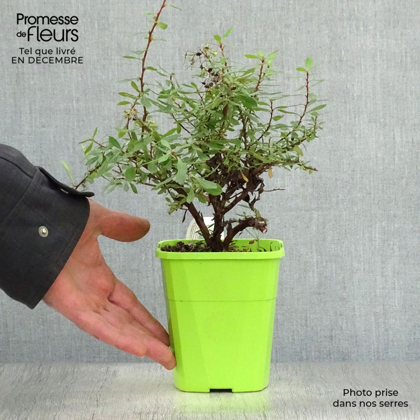 Escallonia Golden Carpet 1L/1.5L pot sample as delivered in winter