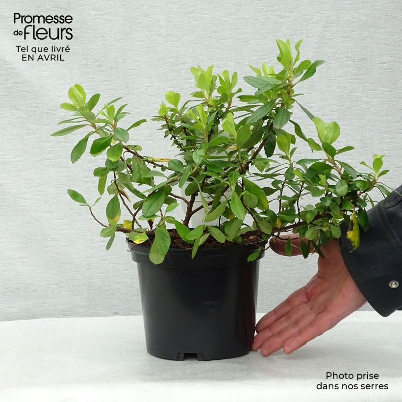 Escallonia laevis Gold Ellen 2L/3L pot sample as delivered in spring