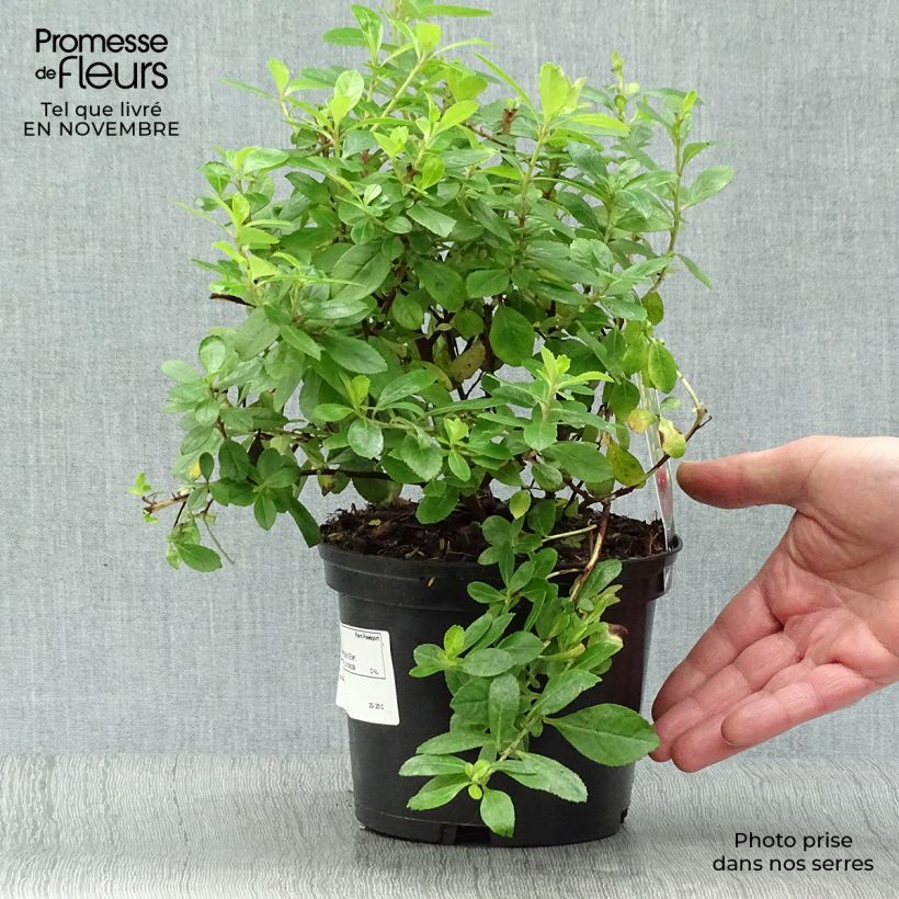 Escallonia laevis Gold Ellen 2L/3L pot sample as delivered in autumn
