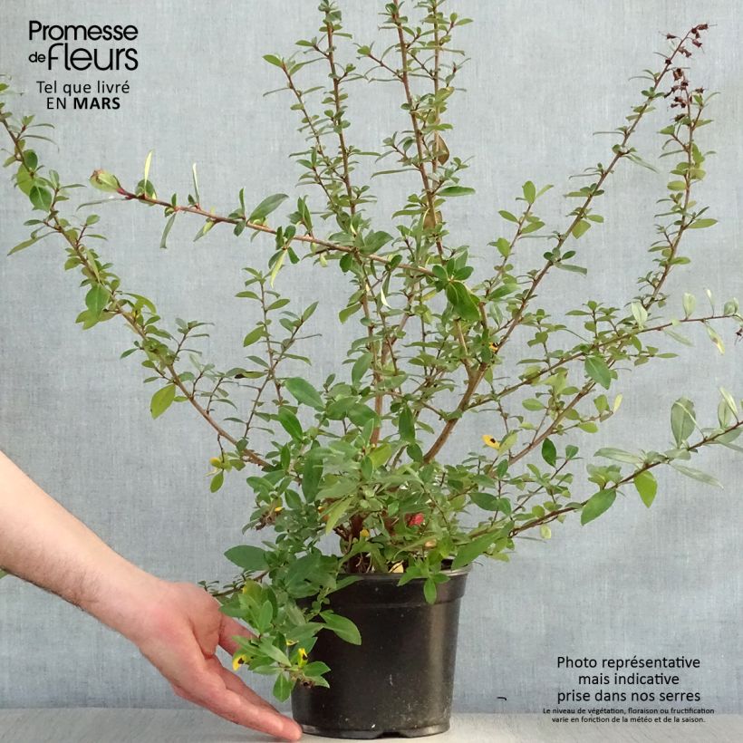 Escallonia rubra Crimson Spire 2L/3L pot sample as delivered in spring