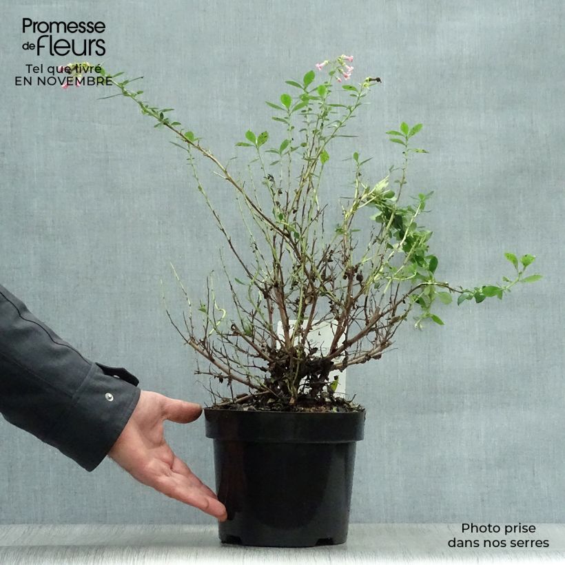 Escallonia rubra var. macrantha 3L/4L pot sample as delivered in autumn