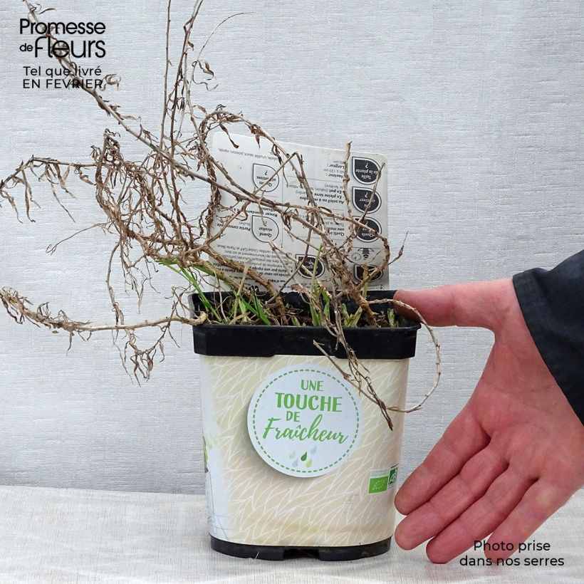 Organic True Tarragon plants - Artemisia dracunculus 1L/1.5L pot sample as delivered in winter