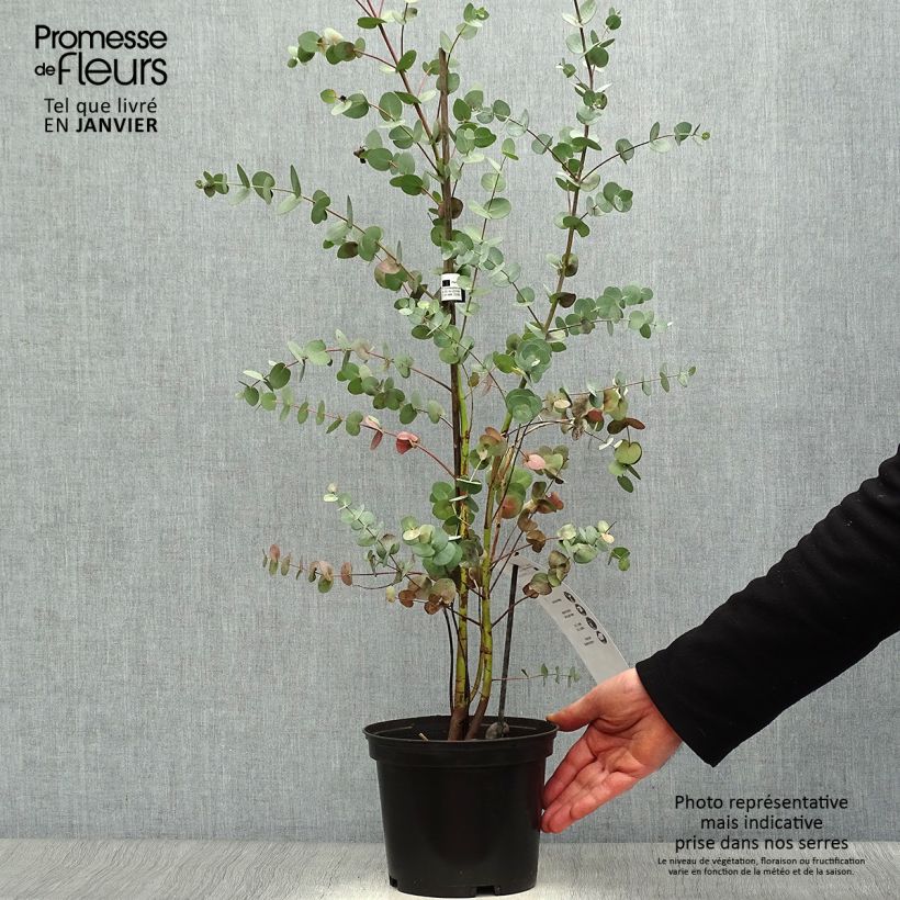 Eucalyptus pulverulenta Baby Blue (Little Boy Blue) 2L/3L pot sample as delivered in winter
