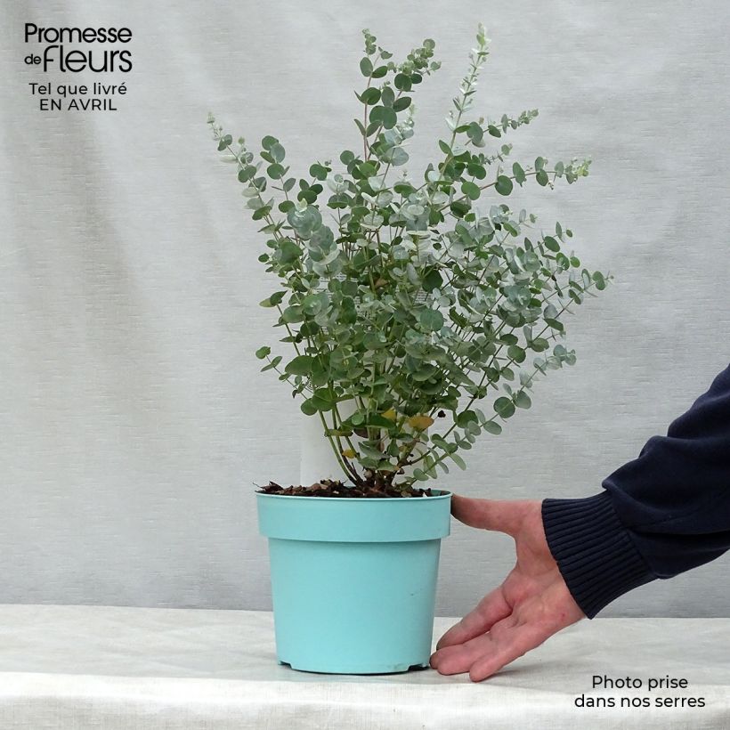 Eucalyptus gunnii Azura 1.5L/2L pot sample as delivered in spring