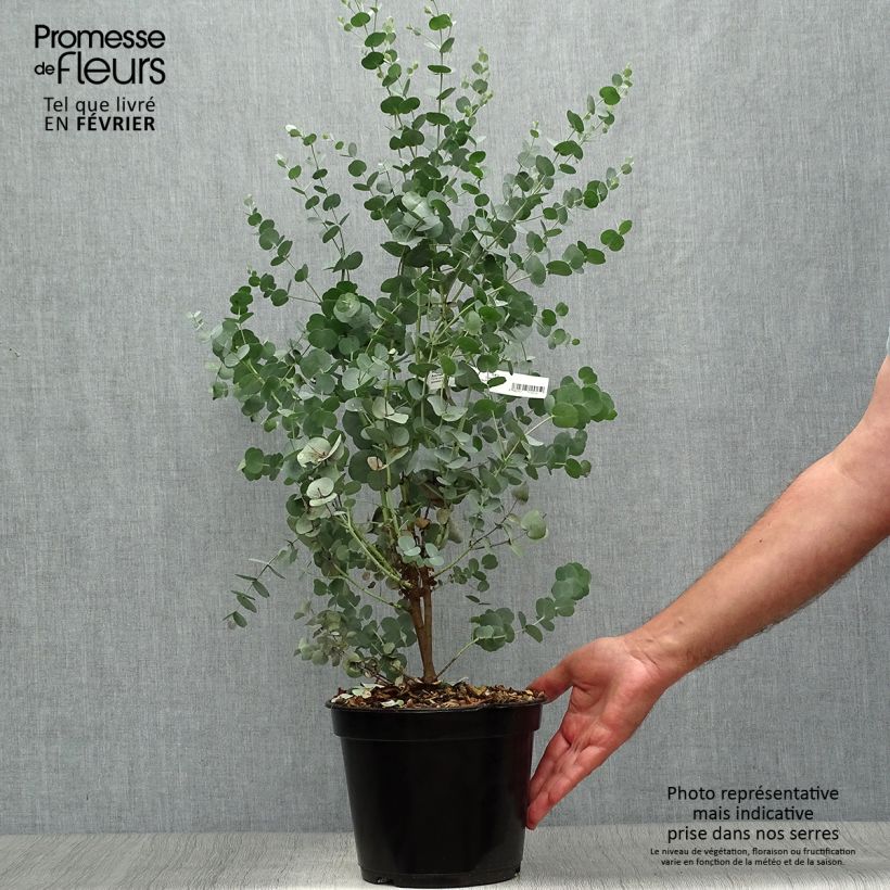 Eucalyptus gunnii Azura 3L/4L pot sample as delivered in autumn