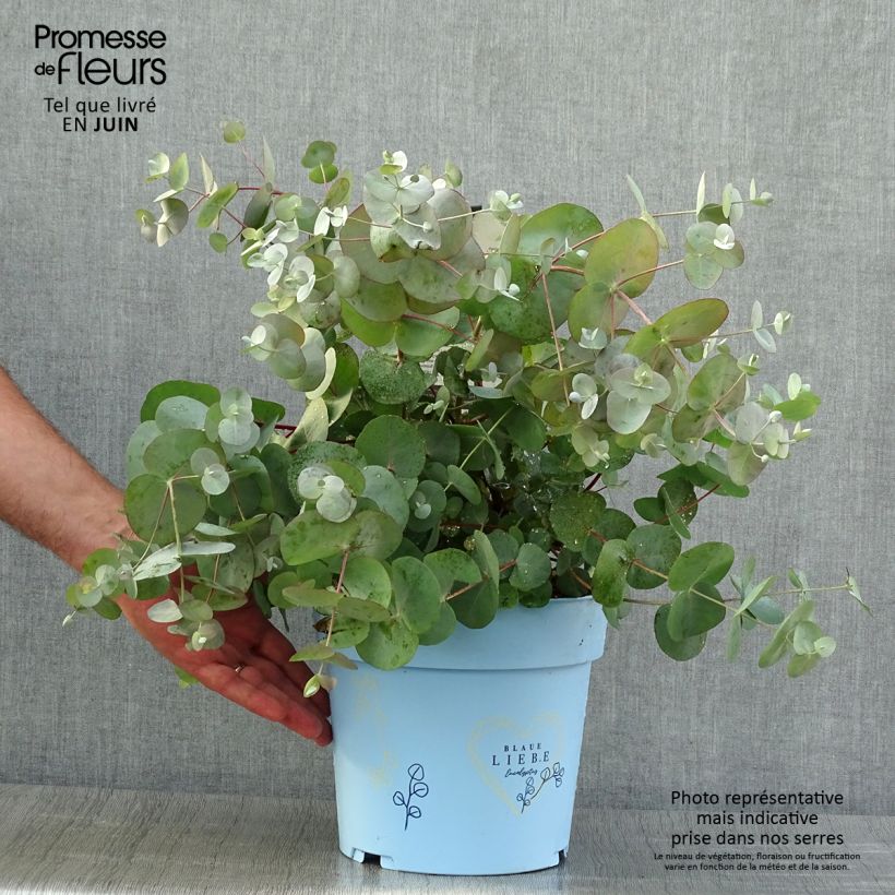 Eucalyptus gunnii Blaue Liebe 6L/7L pot sample as delivered in summer