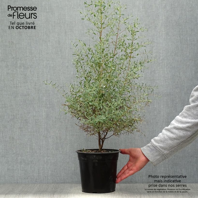 Eucalyptus gunnii France Bleu Rengun - Cider gum 3L/4L pot sample as delivered in autumn