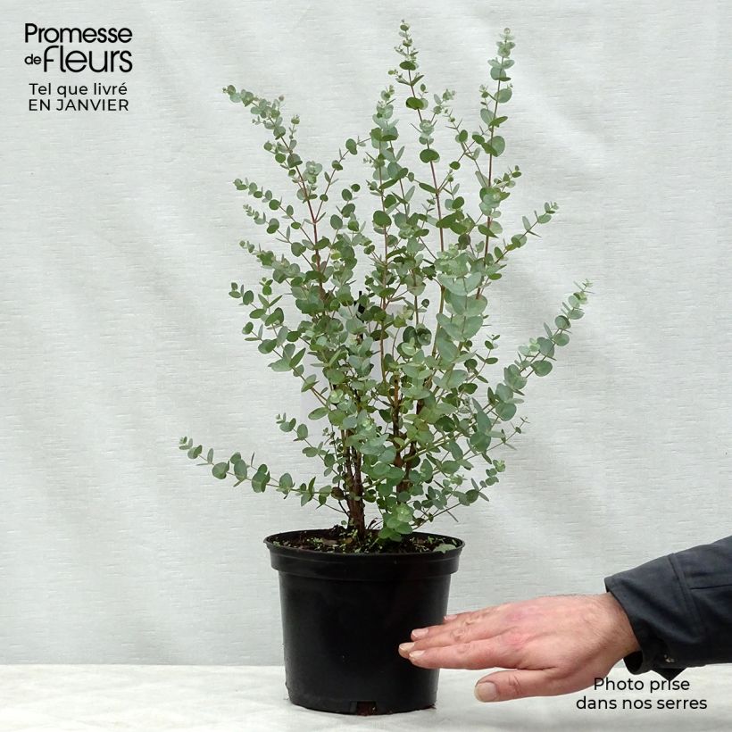 Cider gum - Eucalyptus gunnii 2L/3L pot sample as delivered in winter