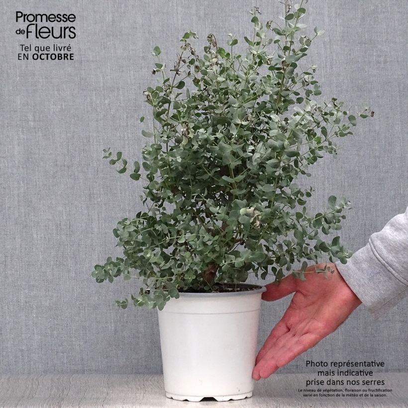Cider gum - Eucalyptus gunnii 2L/3L pot sample as delivered in autumn
