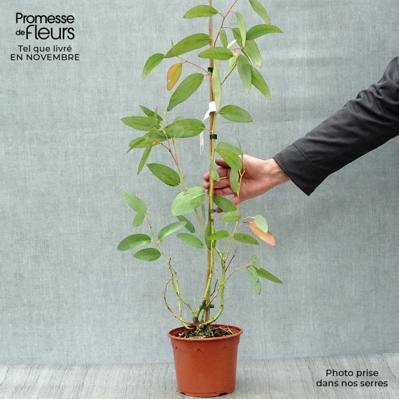 Eucalyptus pauciflora subsp. niphophila 3L/4L pot sample as delivered in autumn