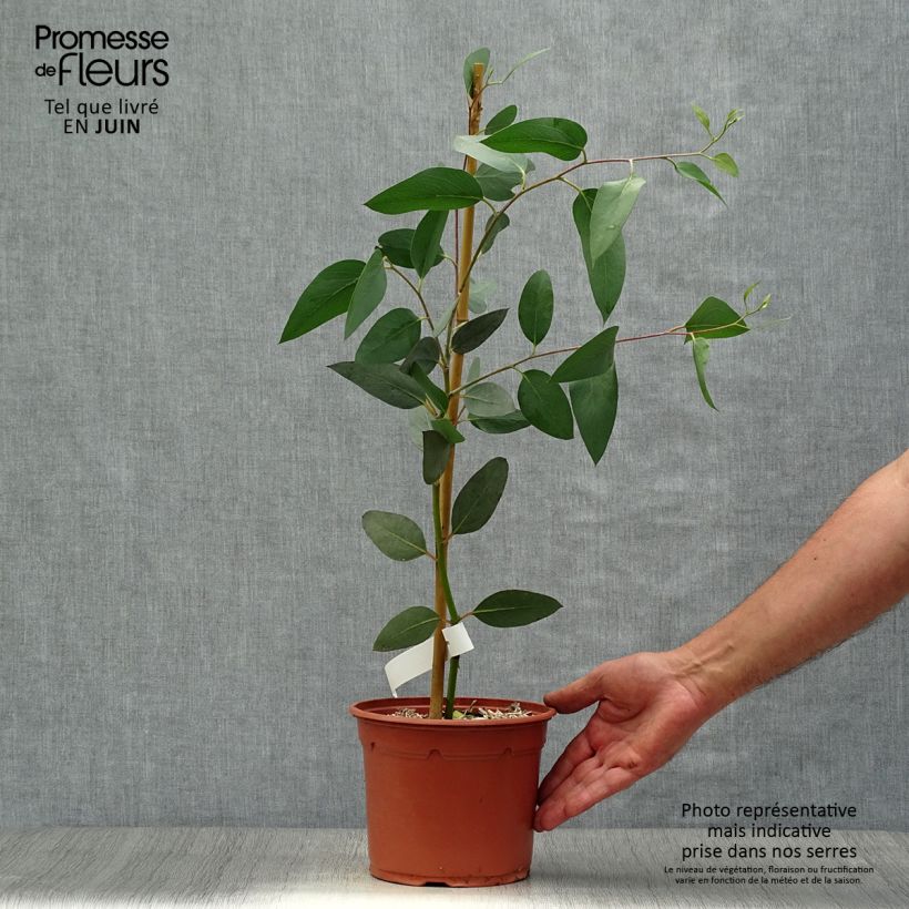 Eucalyptus pauciflora subsp. niphophila 3L/4L pot sample as delivered in summer