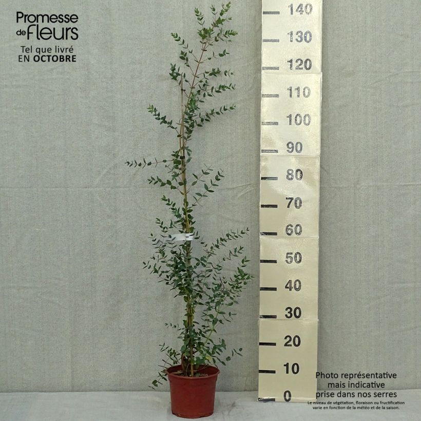 Eucalyptus parviflora 8/9 cm pot sample as delivered in autumn