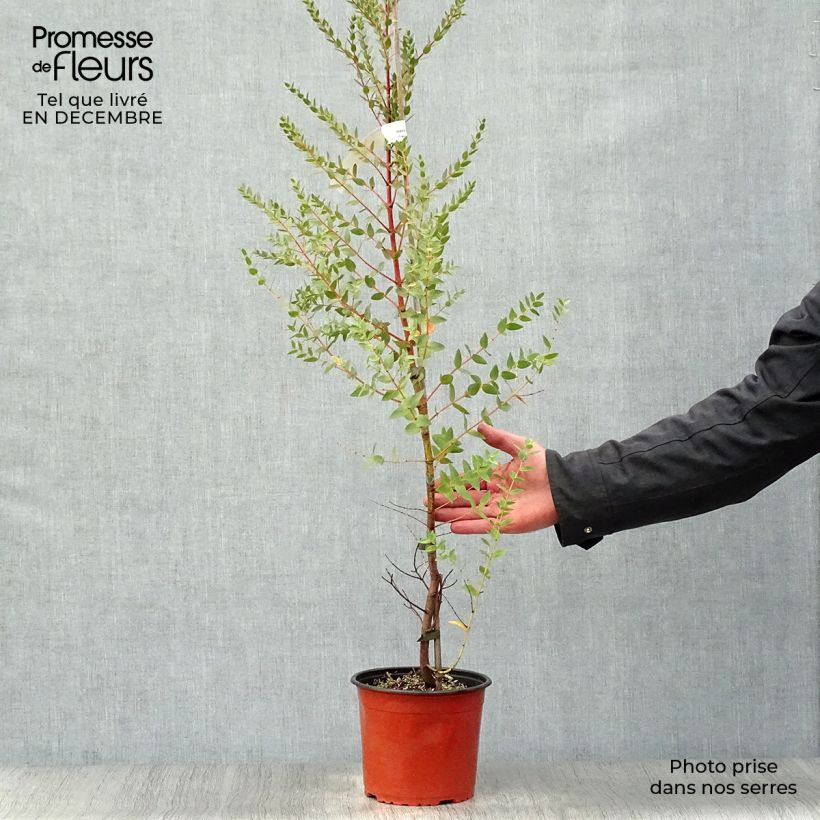 Eucalyptus parviflora 3L/4L pot sample as delivered in winter