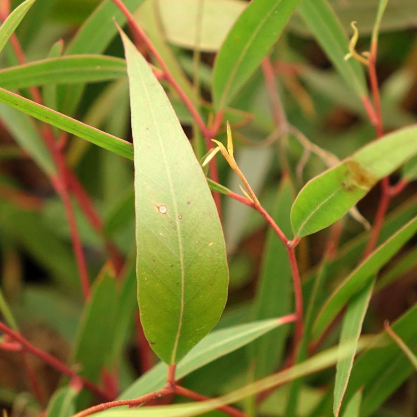 Eucalyptus stricta (Foliage)