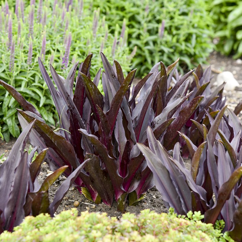 Eucomis Purple Reign® - Pineapple lily (Foliage)