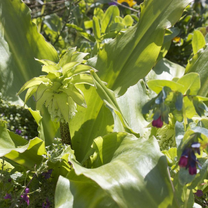 Eucomis bicolor - Variegated pineapple lily (Foliage)