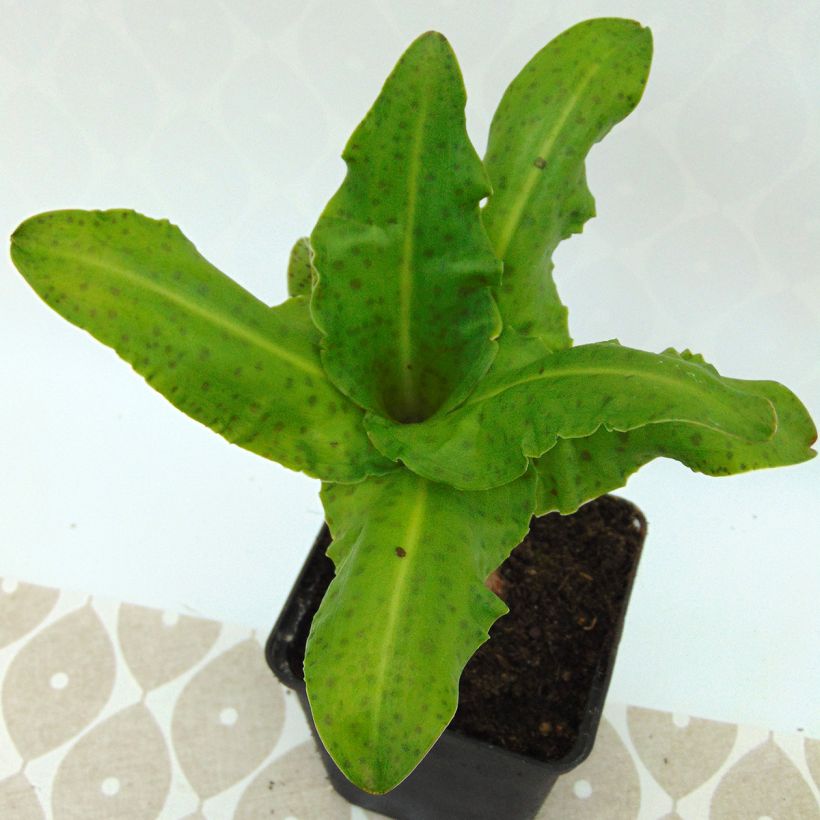 Eucomis bicolor Alba - Variegated pineapple lily (Foliage)