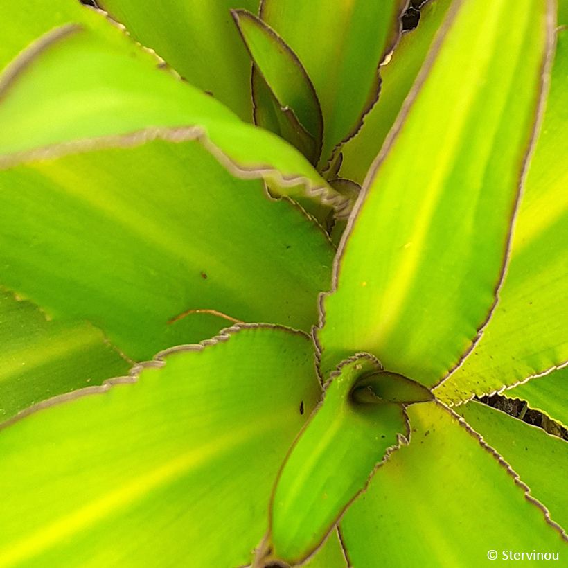 Eucomis comosa Can Can - Pineapple flower (Foliage)