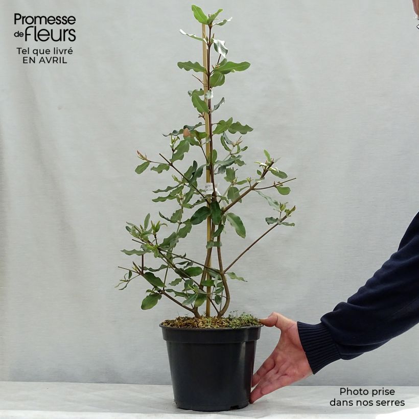Eucryphia x intermedia Rostrevor 3L/4L pot sample as delivered in spring