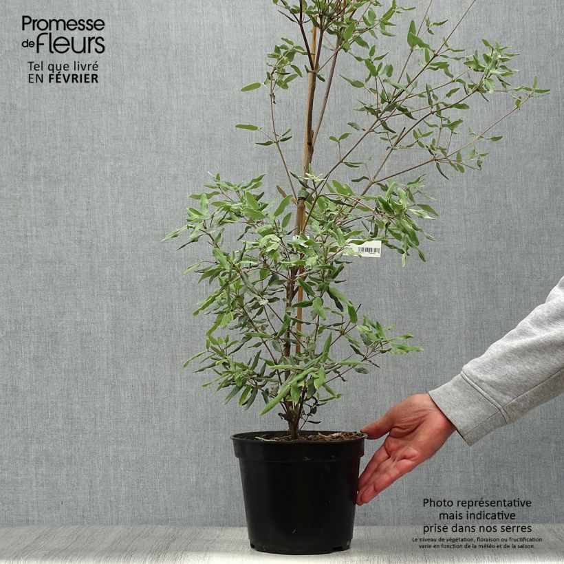 Eucryphia lucida Ballerina 4L/5L pot sample as delivered in autumn