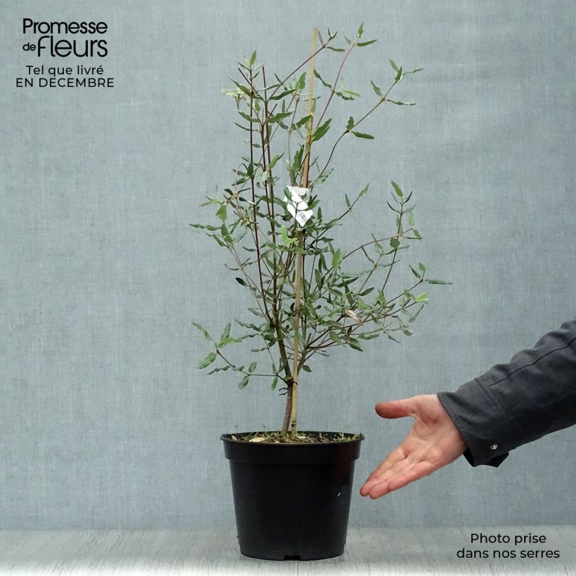 Eucryphia&#x20;lucida&#x20;Ballerina&#x20;4L&#x2F;5L&#x20;pot&#x20;sample&#x20;as&#x20;delivered&#x20;in&#x20;winter