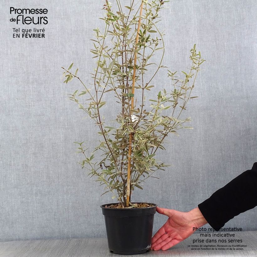 Eucryphia lucida Gilt Edge 4L/5L pot sample as delivered in winter