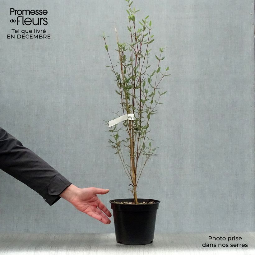 Eucryphia lucida Pink cloud 4L/5L pot sample as delivered in winter