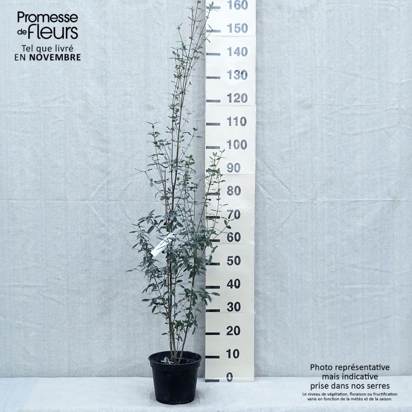 Eucryphia lucida Pink cloud 4L/5L pot sample as delivered in autumn