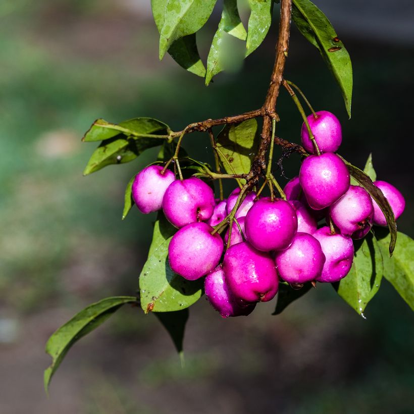 Eugenia uniflora Etna Fire (Harvest)