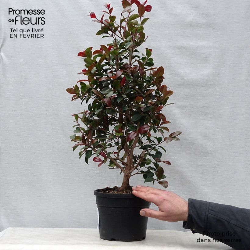Eugenia uniflora Etna Fire 3L/4L pot sample as delivered in winter