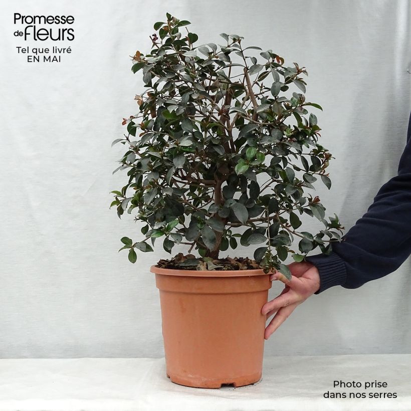 Eugenia uniflora Etna Fire 7.5L/10L pot sample as delivered in spring