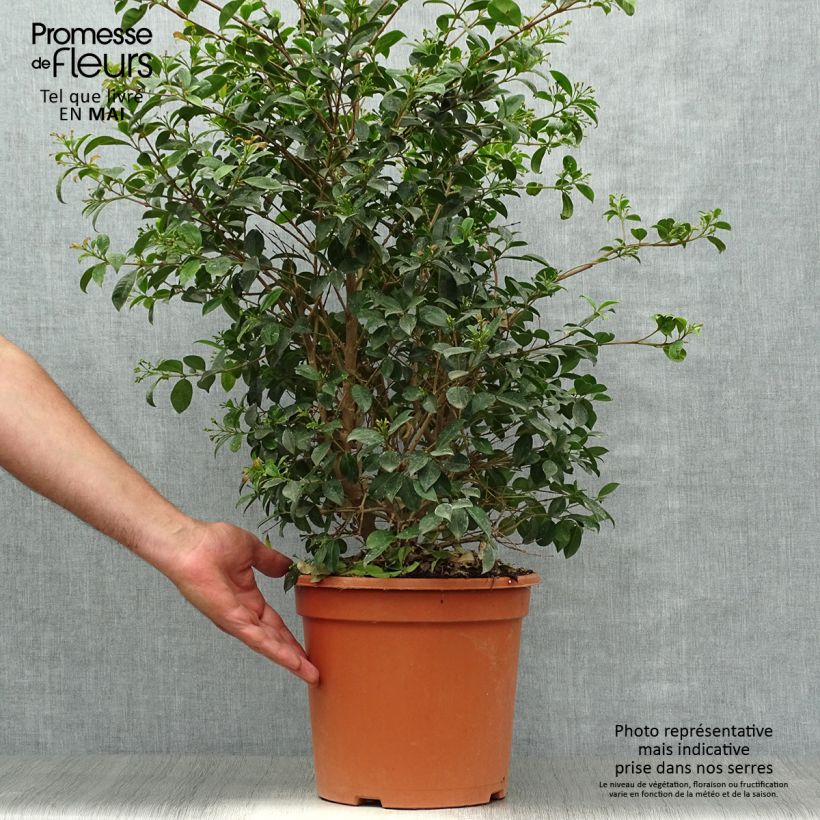 Eugenia myrtifolia New Port 4L/5L pot sample as delivered in spring