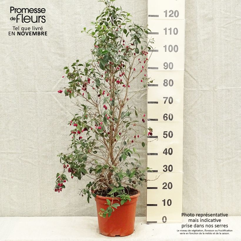 Eugenia myrtifolia New Port 4L/5L pot sample as delivered in autumn