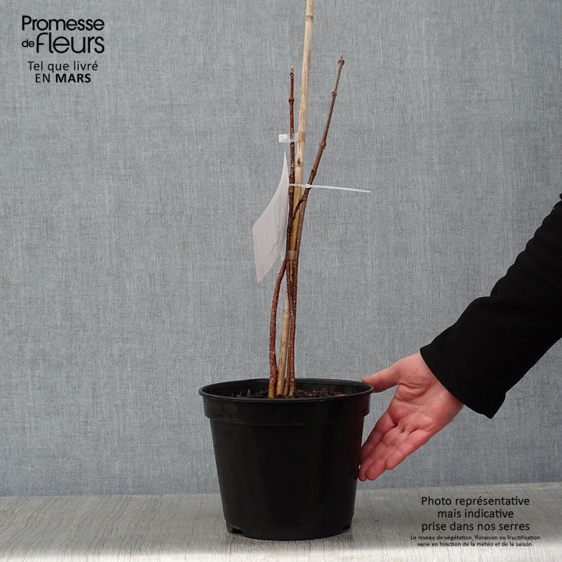 Tetradium daniellii 4L/5L pot sample as delivered in winter