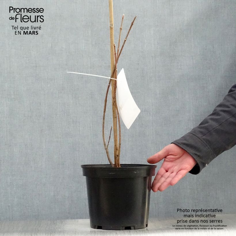 Tetradium daniellii 4L/5L pot sample as delivered in spring