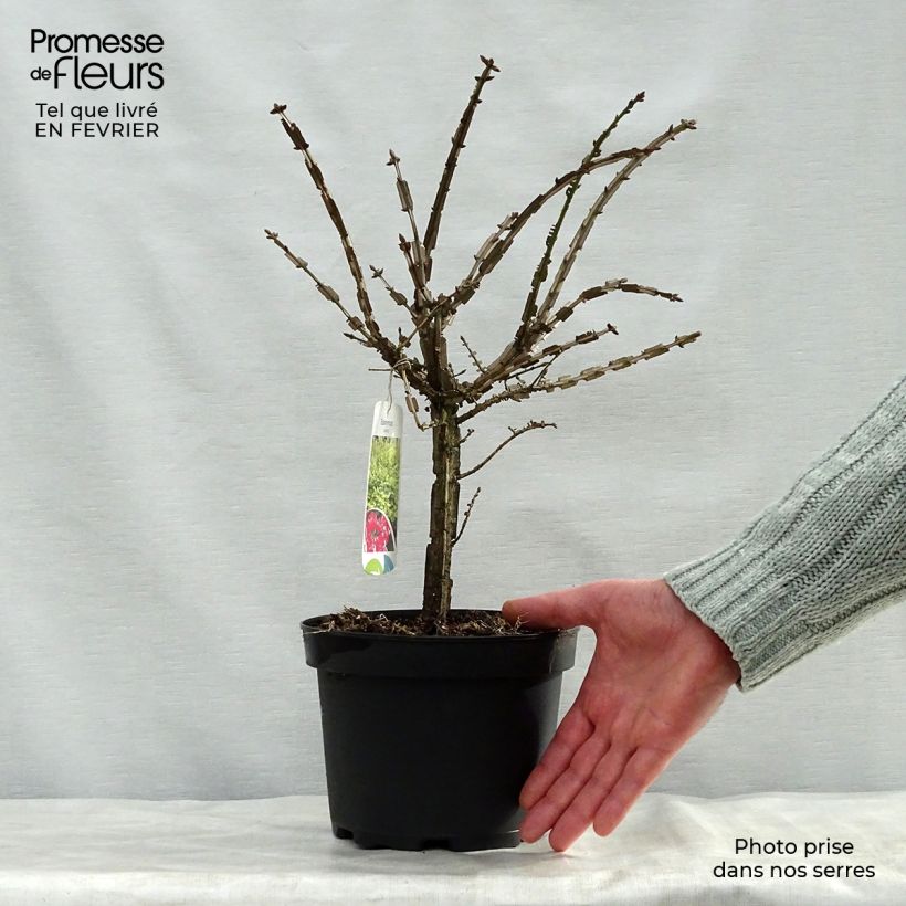 Euonymus alatus - Burning Bush 2L/3L pot sample as delivered in winter