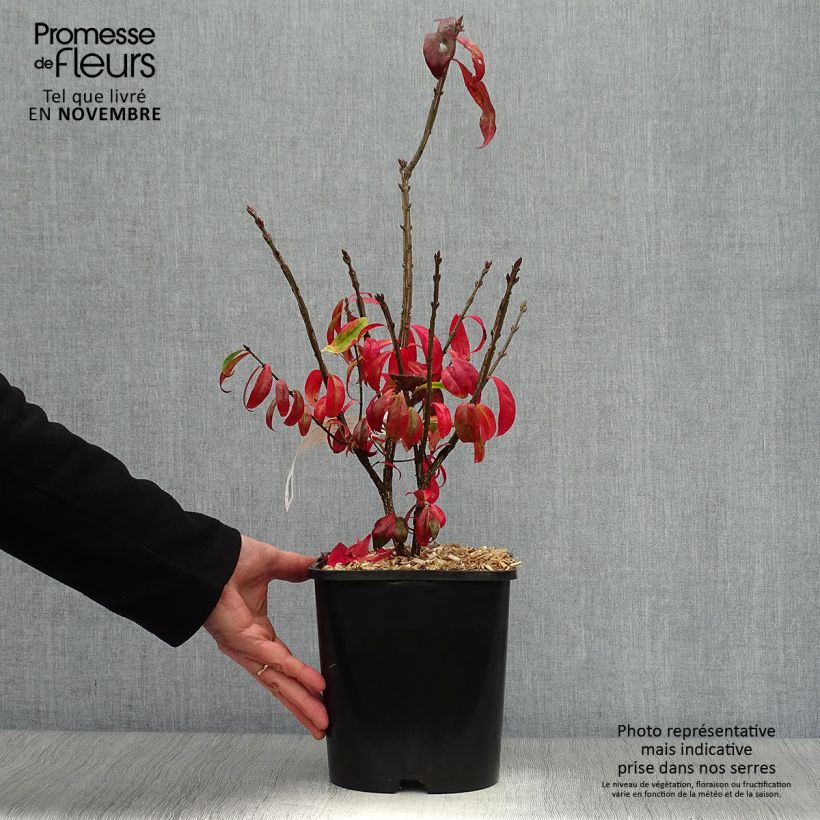 Euonymus alatus Compactus - Winged Spindle 4L/5L pot sample as delivered in autumn